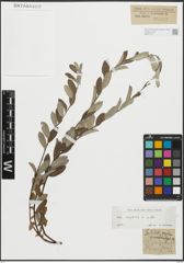 Foto von Salix repens L.
